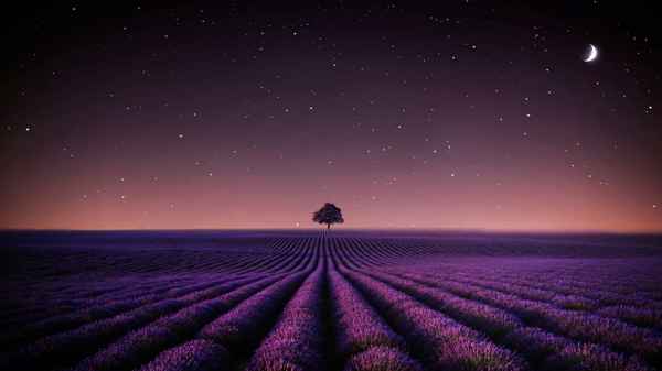 Adieu Aurora Poster 1