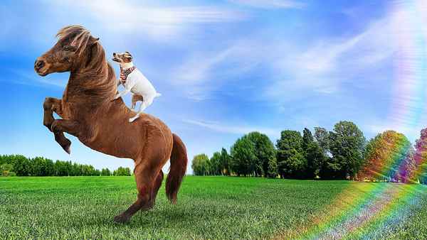 Adventures of Dally and Spanky Poster 4