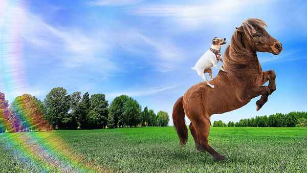 Adventures of Dally and Spanky Poster 3