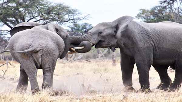 Africa's Wild Side Poster 7