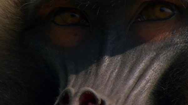 Africa: The Greatest Show On Earth Poster 5