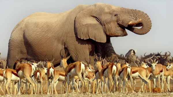 Africa: The Greatest Show On Earth Poster 1