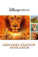 African Cats Poster 7