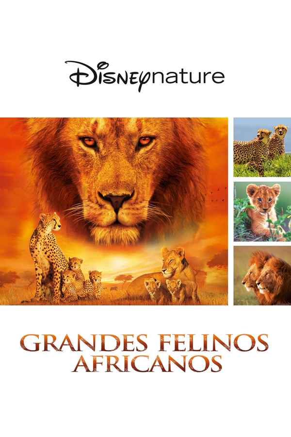 African Cats Poster 7