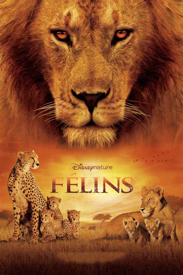 African Cats Poster 2