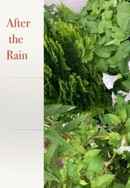 After the Rain Poster 5