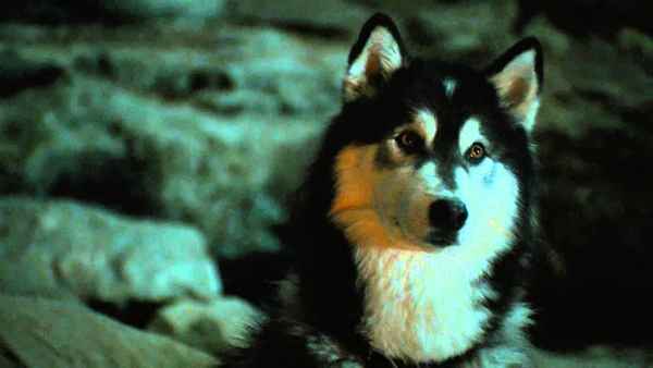 Against the Wild II: Survive the Serengeti Poster 4