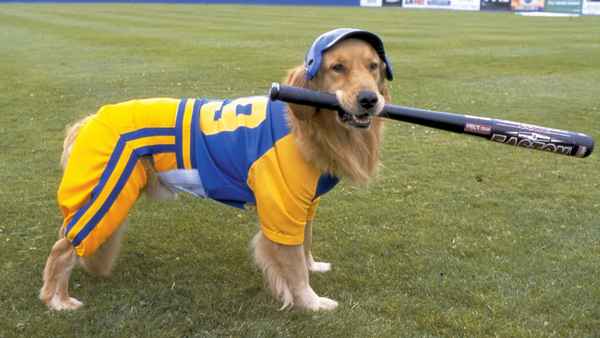 Air Bud: Seventh Inning Fetch Poster 6