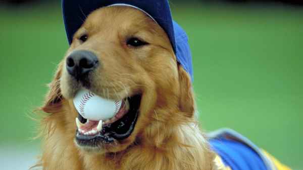 Air Bud: Seventh Inning Fetch Poster 4
