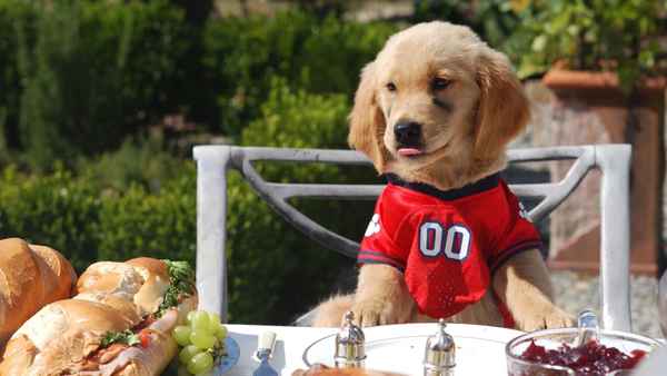 Air Buddies Poster 5