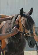 Amazing Racer Poster 5