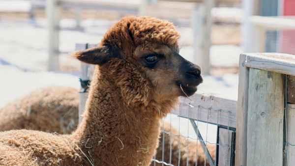 Amazing Winter Romance Poster 1