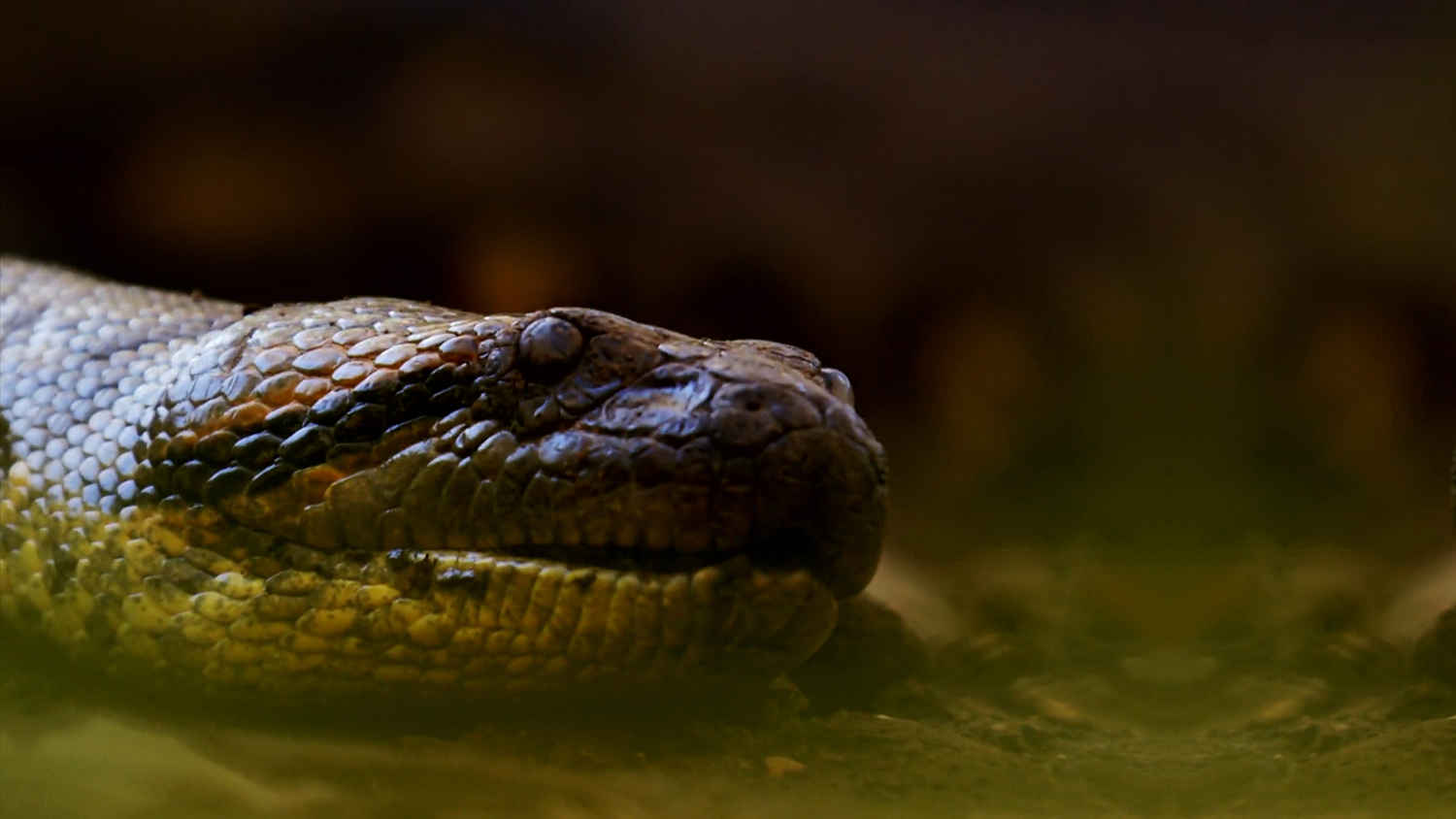 Anaconda: Eaten Alive?