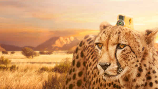 Animals with Cameras Poster 1