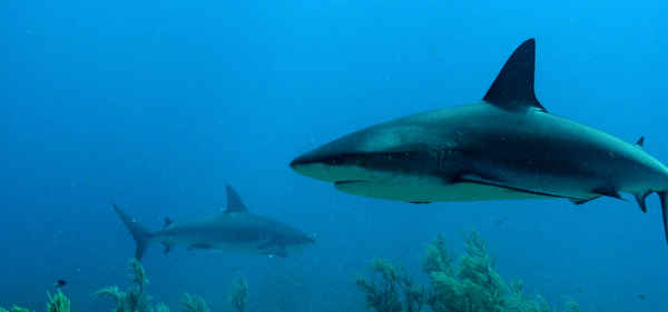 Animals with Cameras Poster 6