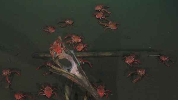 Aphotic Zone Poster 1