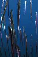 Aphotic Zone Poster 4