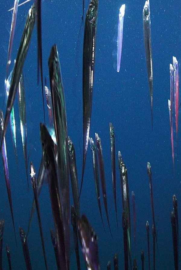 Aphotic Zone Poster 4