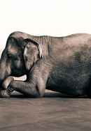 Ashes and Snow Poster 6