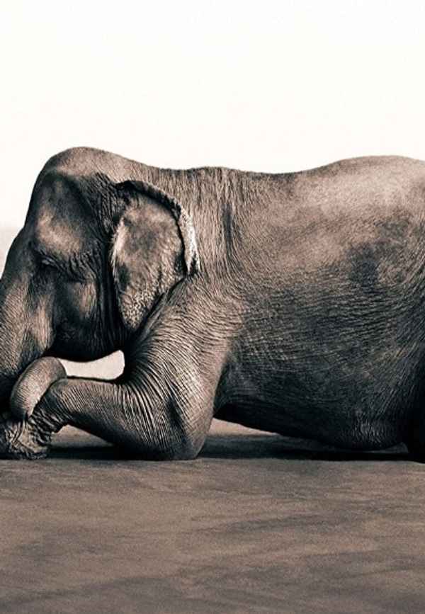 Ashes and Snow Poster 6