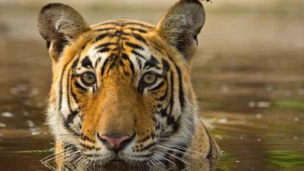 Asia's Wild Secrets Poster 1