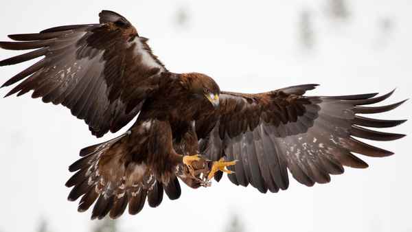 Asia's Wild Secrets Poster 2