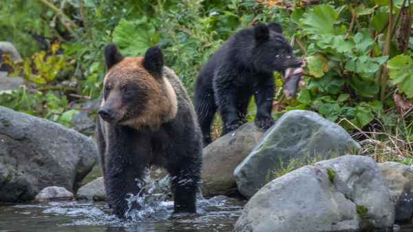 Asia's Wild Secrets Poster 3