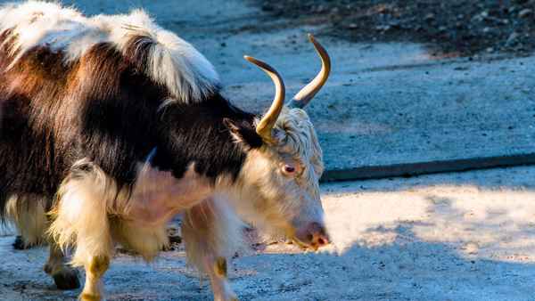 Asia's Wild Secrets Poster 5