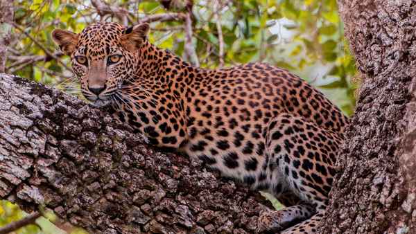 Asia's Wild Secrets Poster 4