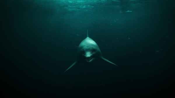 Attenborough and the Sea Dragon Poster 5