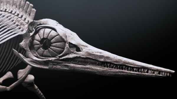 Attenborough and the Sea Dragon Poster 3