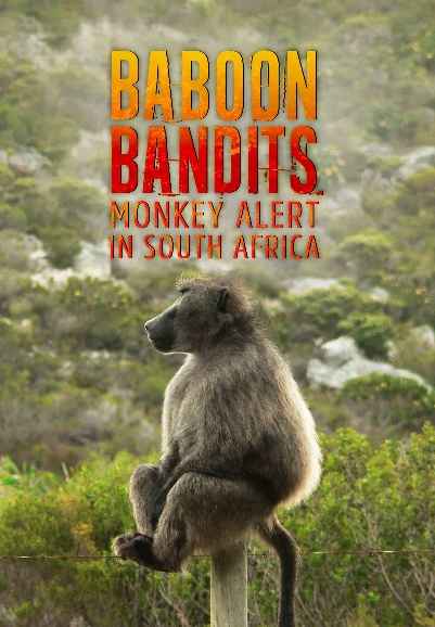 Baboon Bandits: Monkey Alert in South Africa