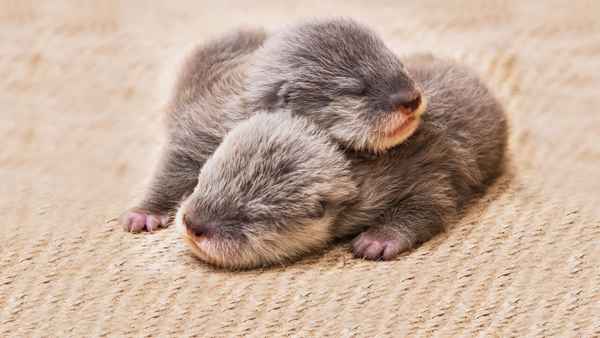 Baby Animal Cam Poster 2