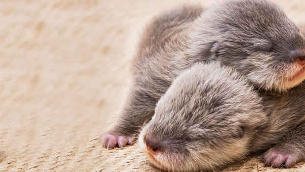 Baby Animal Cam Poster 5