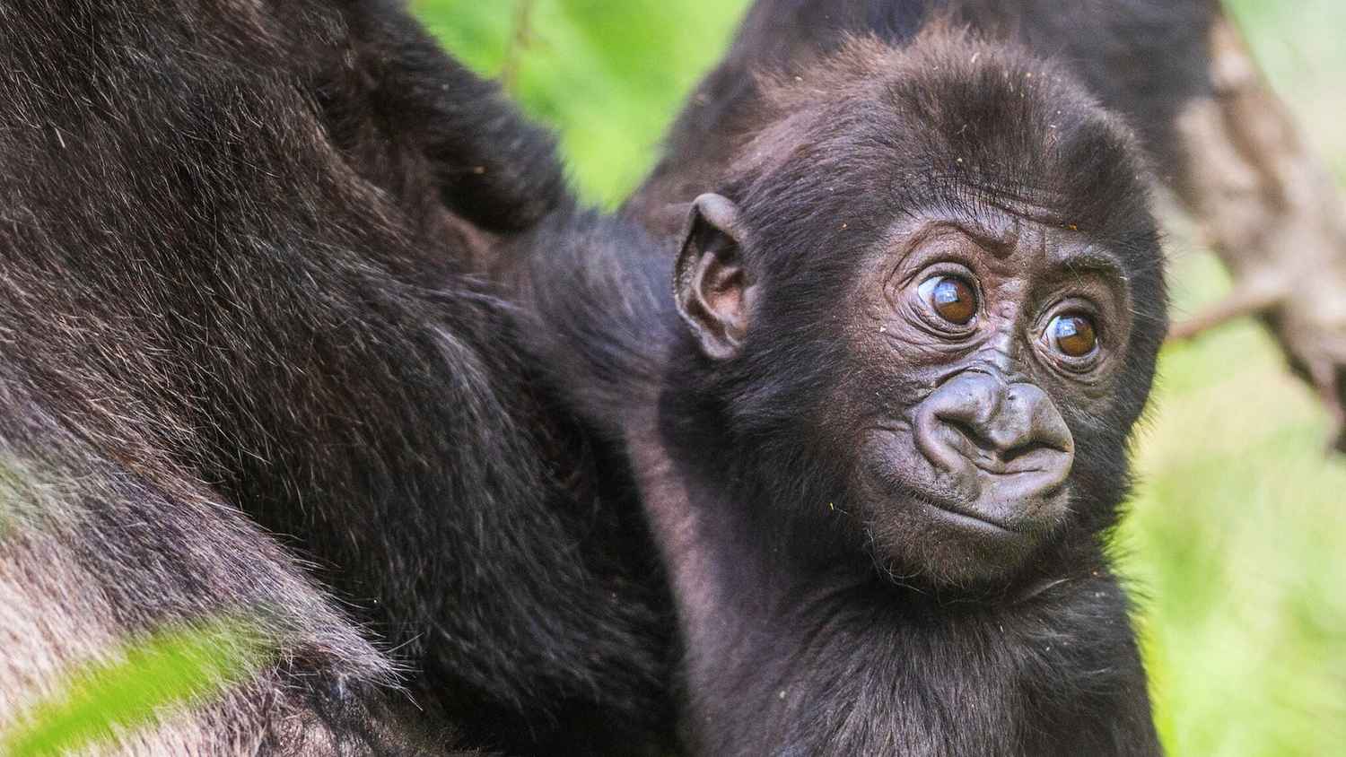 Baby Gorilla Cam