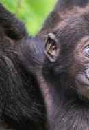 Baby Gorilla Cam Poster 7