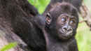 Baby Gorilla Cam Poster 4