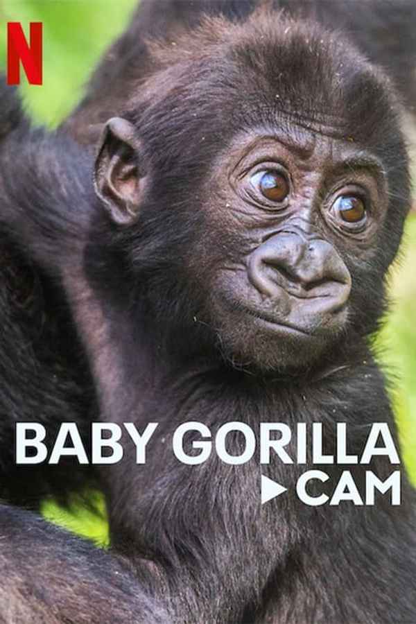 Baby Gorilla Cam Poster 6