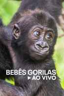 Baby Gorilla Cam Poster 5