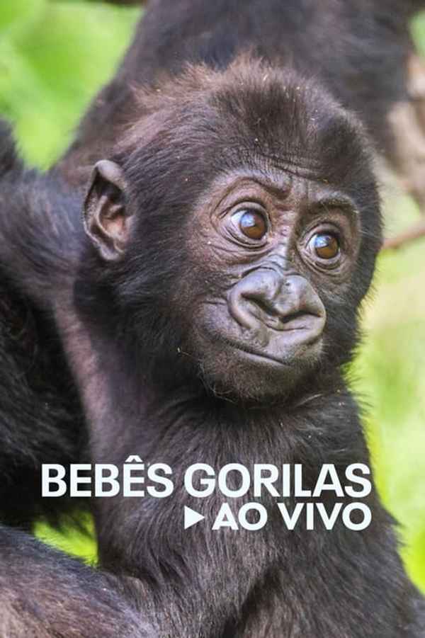 Baby Gorilla Cam Poster 5
