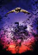 Bats: Human Harvest Poster 5