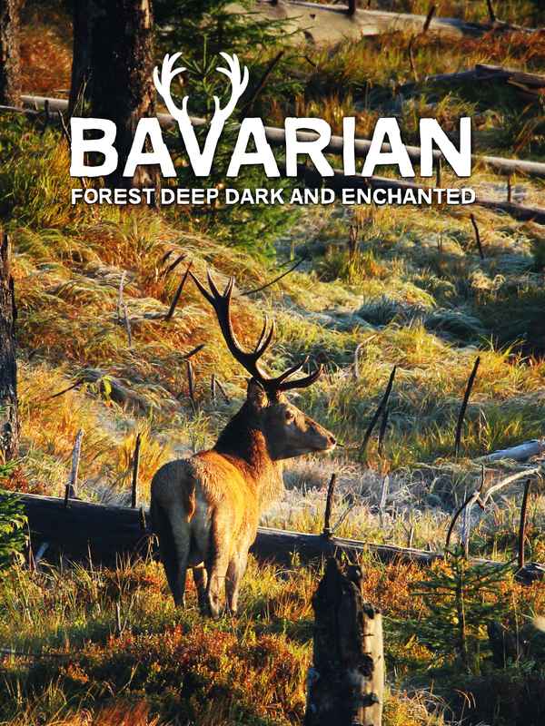 Bavarian Forest Deep Dark And Enchanted Poster 1