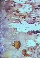 Beauty and the Beast Poster 3