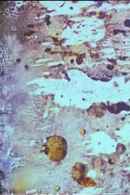 Beauty and the Beast Poster 1