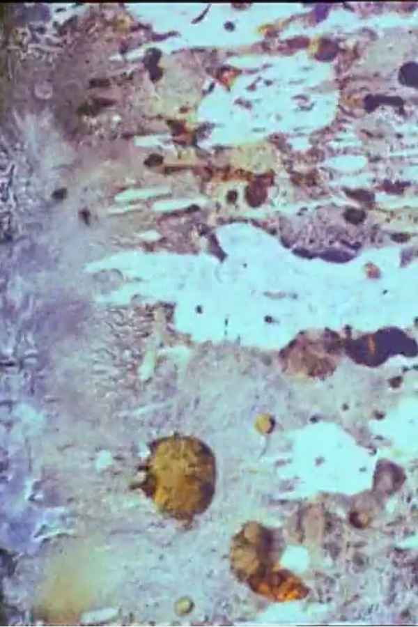 Beauty and the Beast Poster 1