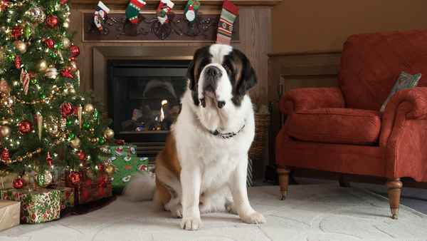 Beethoven's Christmas Adventure Poster 1