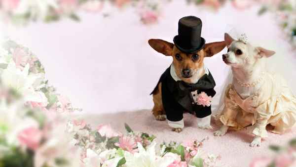 Beverly Hills Chihuahua 2 Poster 7