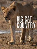 Big Cat Country Poster 4