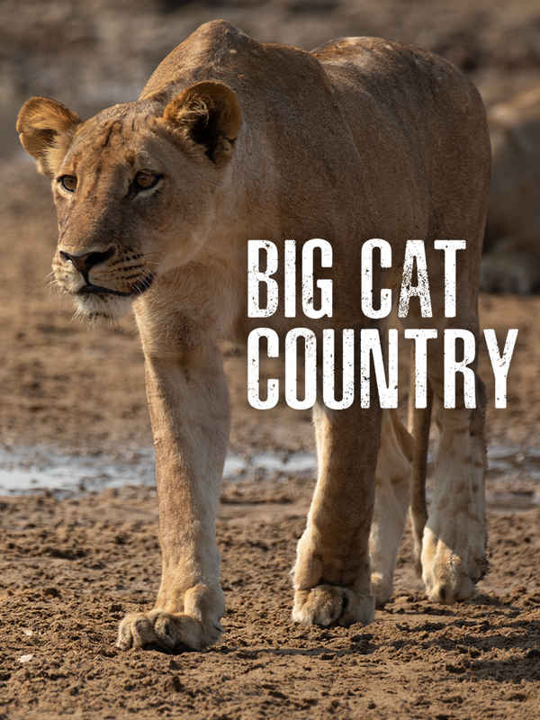 Big Cat Country Poster 4