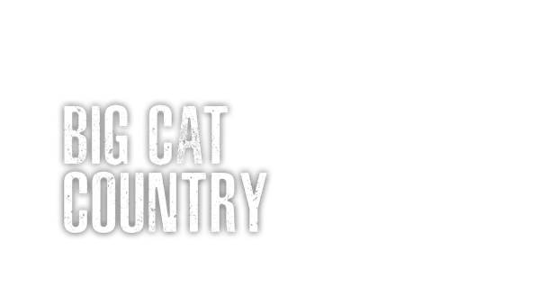 Big Cat Country Poster 1